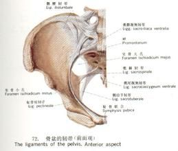 坐骨大孔