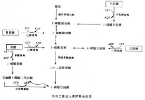 糖酵解途徑