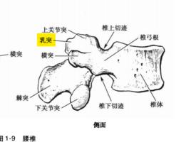 乳突[腰椎乳突]