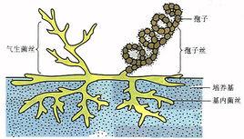 菌絲[真菌的結構單位]