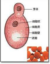 出芽生殖