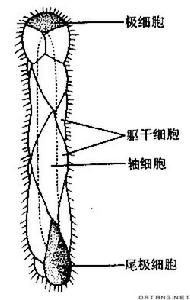 中生動物