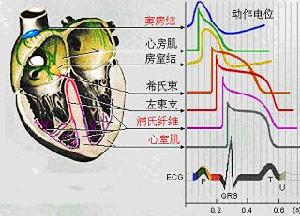 描記器