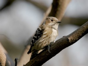 （圖）小星頭啄木鳥