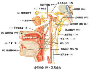 舌咽神經
