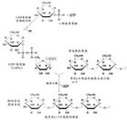 葡萄糖的活化和糖原碳鏈的延長