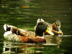 二龍喉公園