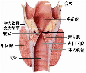 喉癌