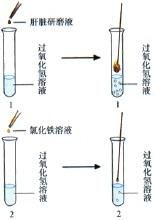 過氧化氫酶