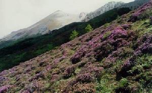 白馬雪山高山杜鵑林