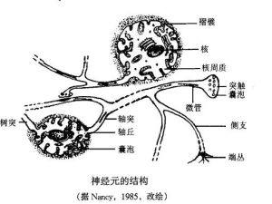 β-甲氨基-L-丙氨酸