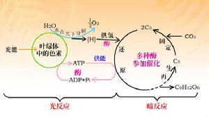 光合作用