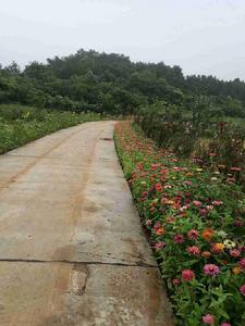 城山村[湖北省荊門市東寶區牌樓鎮下轄村]