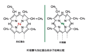 營養價值