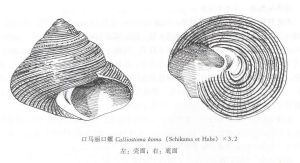 口馬麗口螺