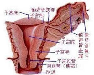 急性盆腔炎