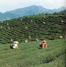 南嶽雲霧茶