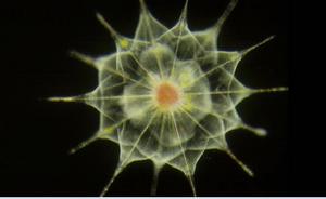 科學家表示acantharians可能是4種生活在海洋開放水域的大型變形蟲之一。它們的骨骼由單晶硫酸鍶構成，這種物質會在細胞死後迅速溶解于海水中。