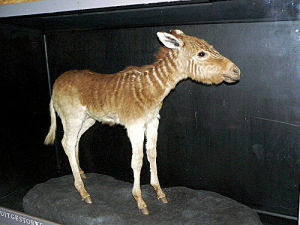 斑驢（1883年滅絕）