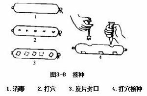 接種[微生物術語]