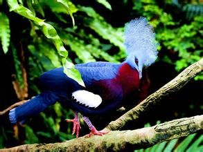 紫胸鳳冠鳩