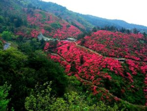 雲霧山景區