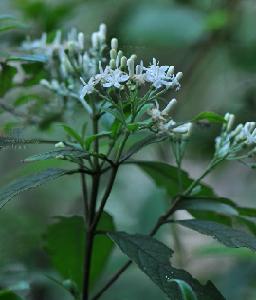 括蒼山鳳仙花