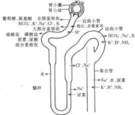 集合管