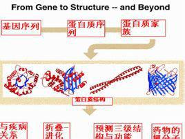 蛋白質工程的基本原理