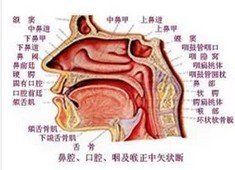 過敏鼻炎