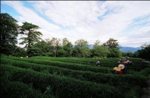 綠色樂園