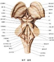 神經核