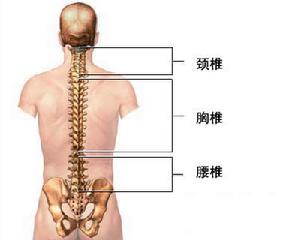 《脊柱區斷層解剖》