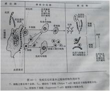 免疫反應的基本過程和藥物作用環節