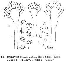 四繞新薩托菌