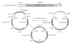 質粒載體的定向克隆