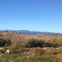 拉市海觀鶴山莊馬場