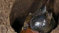 叉犀金龜