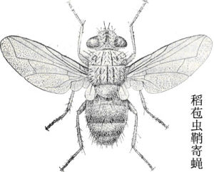 稻苞蟲鞘寄蠅