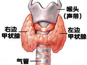 甲狀腺