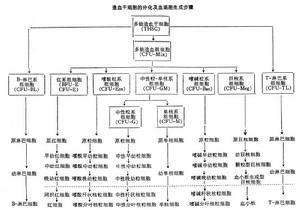 血細胞的生成