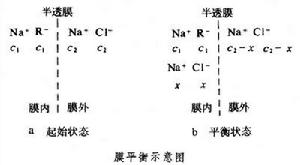 膜平衡