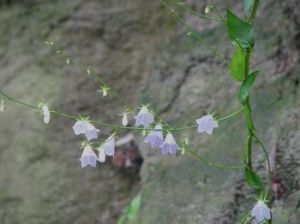 華東杏葉沙參