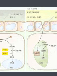 同化作用