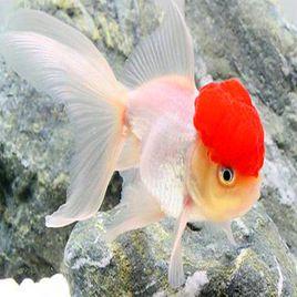 鶴頂紅金魚