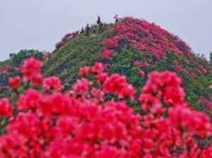 嶺上杜鵑(變種)