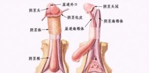 嵌頓包莖