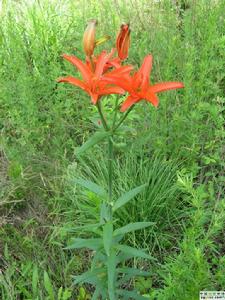 紅花菜