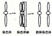 右一為姐妹染色體