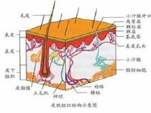 皮脂腺